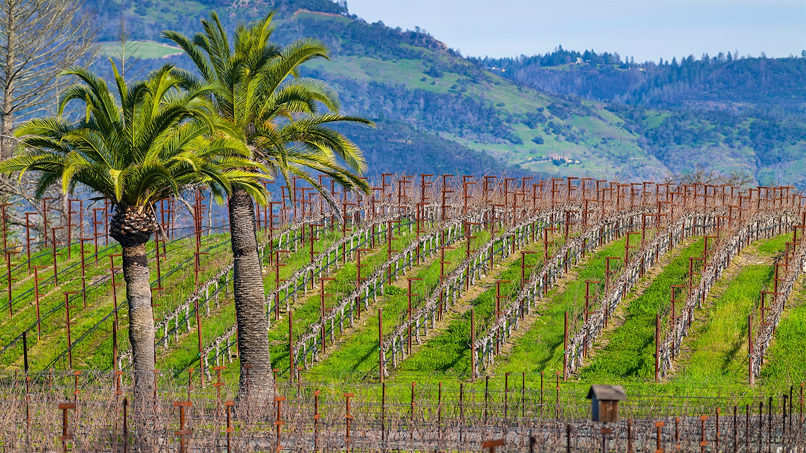  The new Memento Mori vineyard with two palm trees in the foreground
